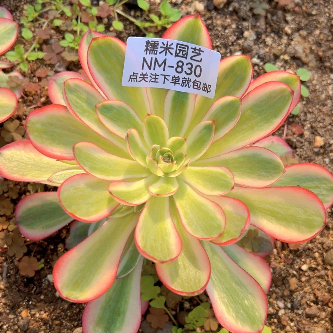 琼*倾城多肉植物830