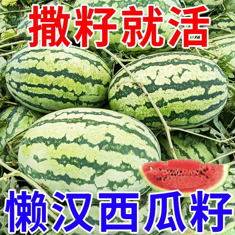 懒汉西瓜种子原装正品高糖高产西瓜种子早熟四季播种麒麟西瓜种籽