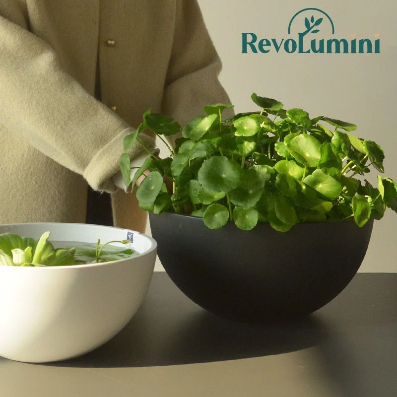 塑料加厚花盆水培铜钱草水葫芦专用碗睡莲碗莲多肉客厅摆件养鱼缸