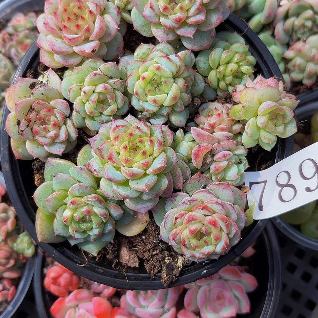 多肉植物多肉植物789