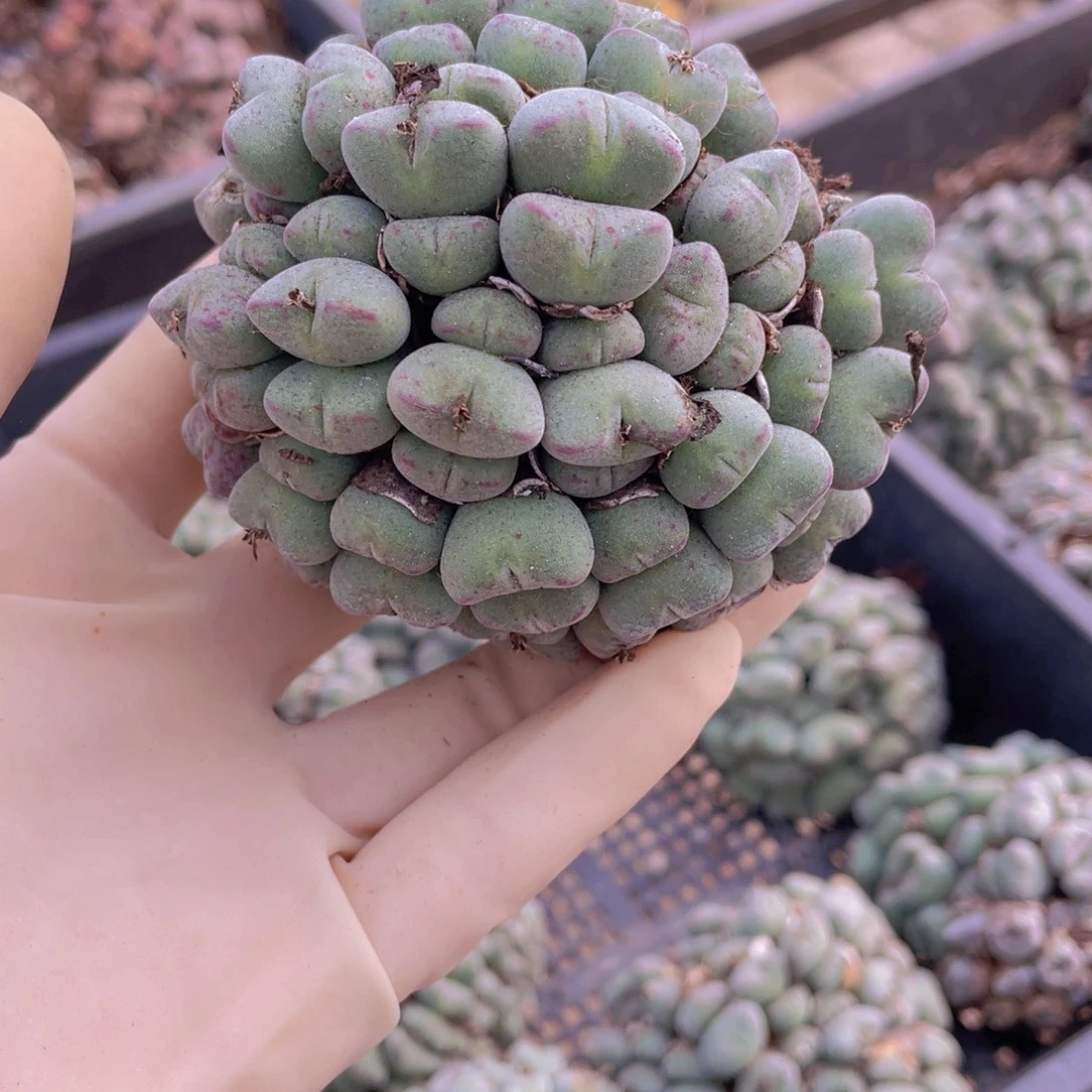 一颗大口笛8888888888888