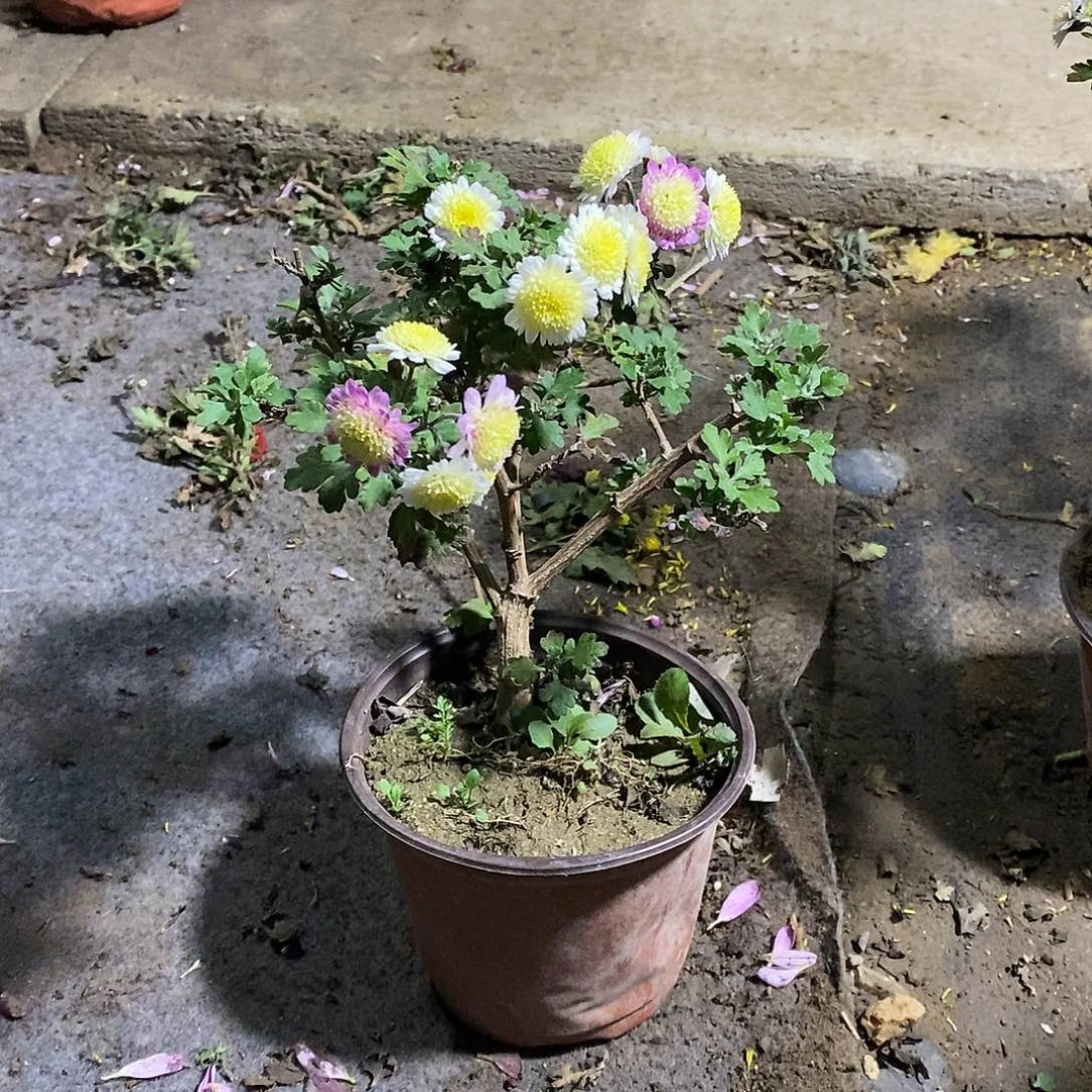 M***o完全开放菊花盆景菊花