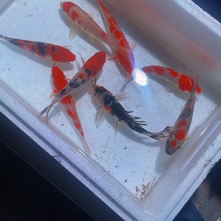 改***ต锦鲤锦鲤活鱼开箱包活