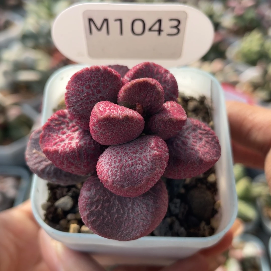 C**?    亚当。  1043。