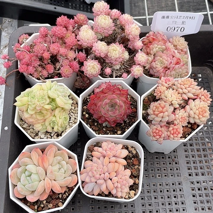 薇薇安园艺多肉0970