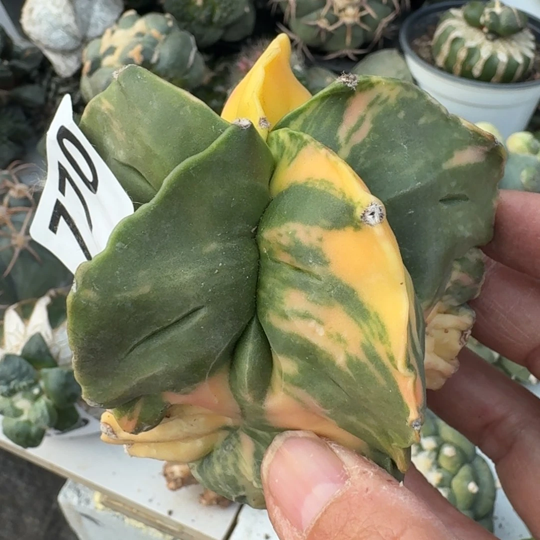 【闪购商品】自根鸾锦770