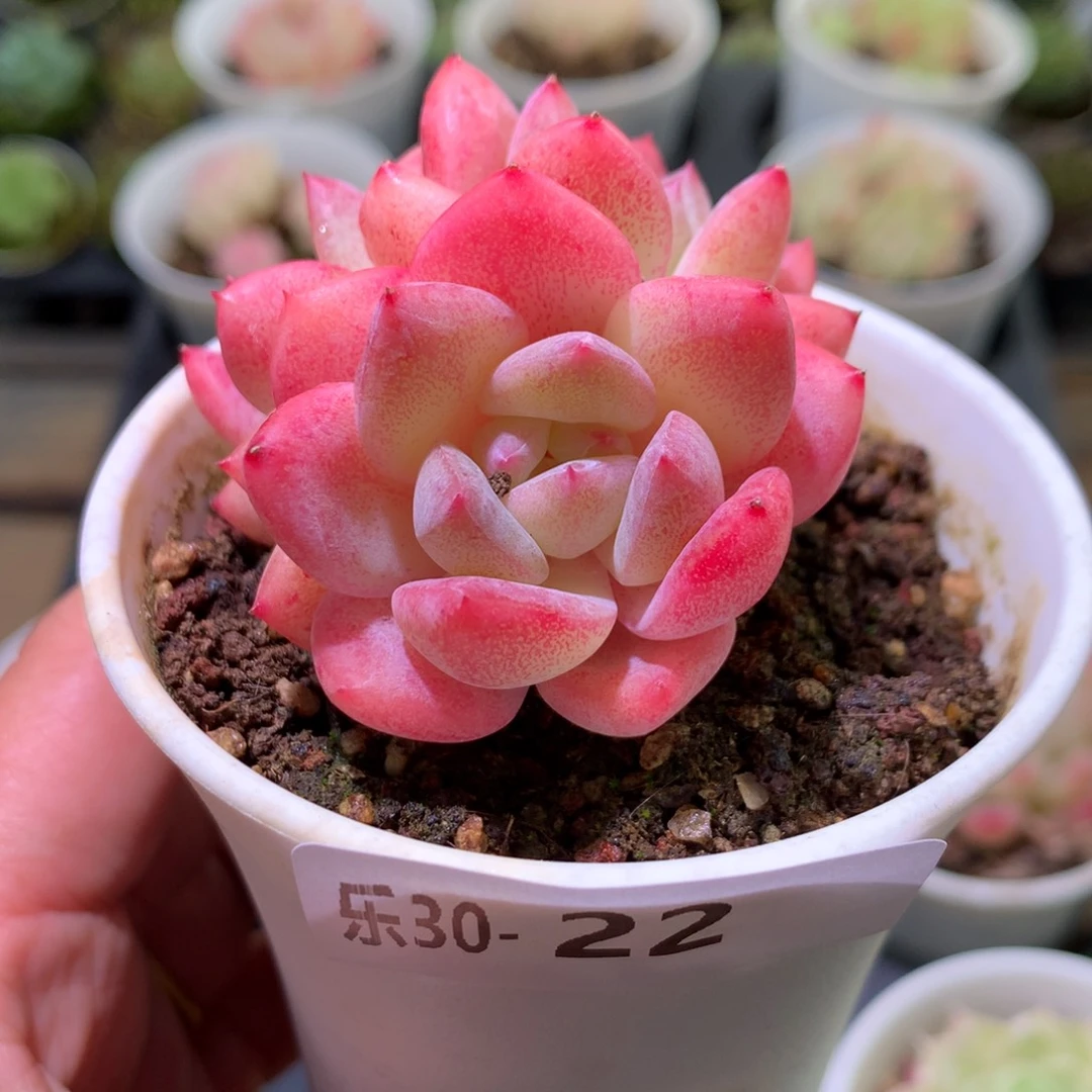 乐然30-22 刚毅群