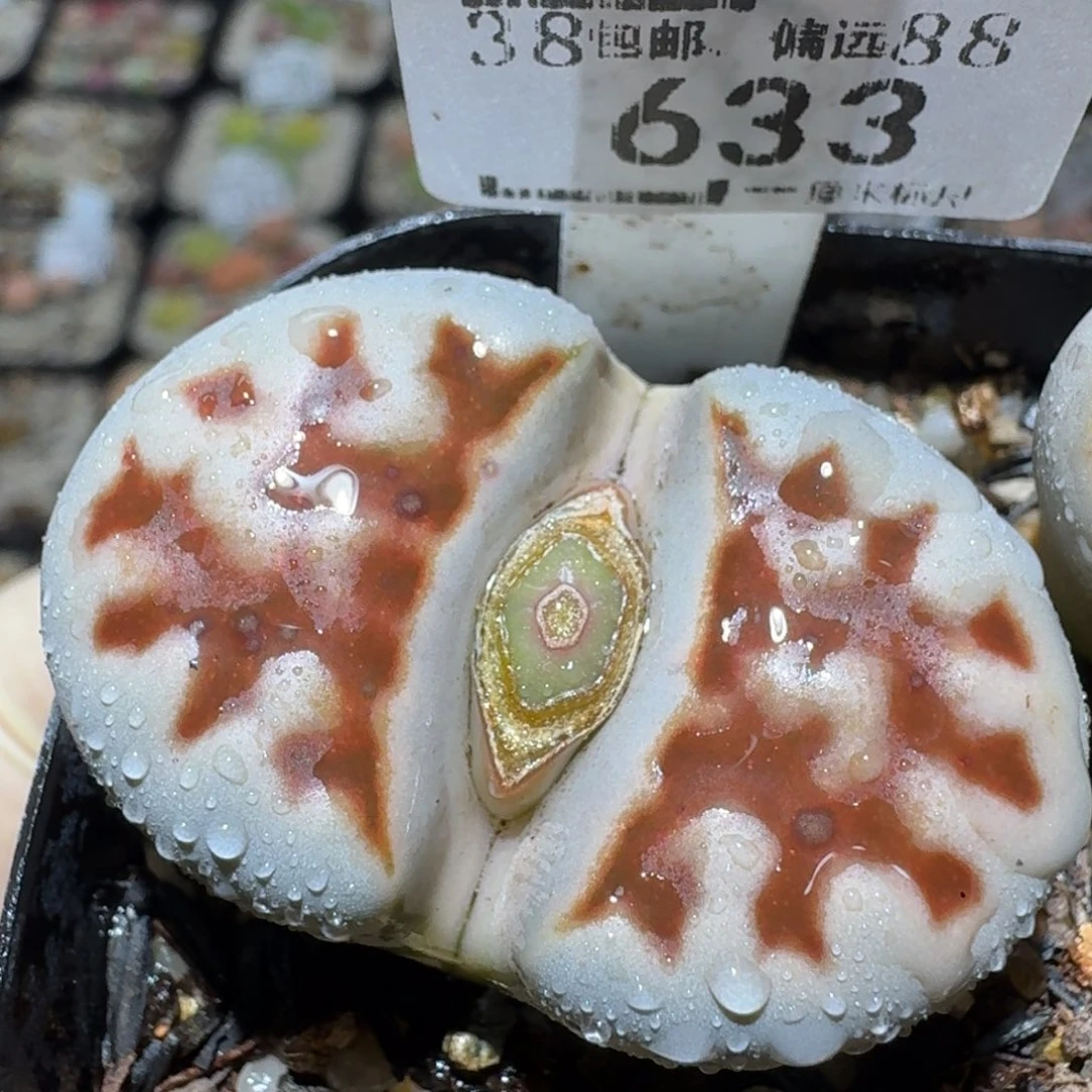 Zzz生石花肉锥633