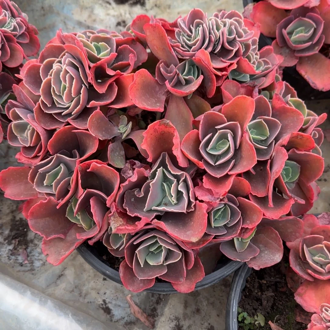 多肉植物多肉植物