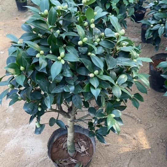 当前无花栽培后可以开花