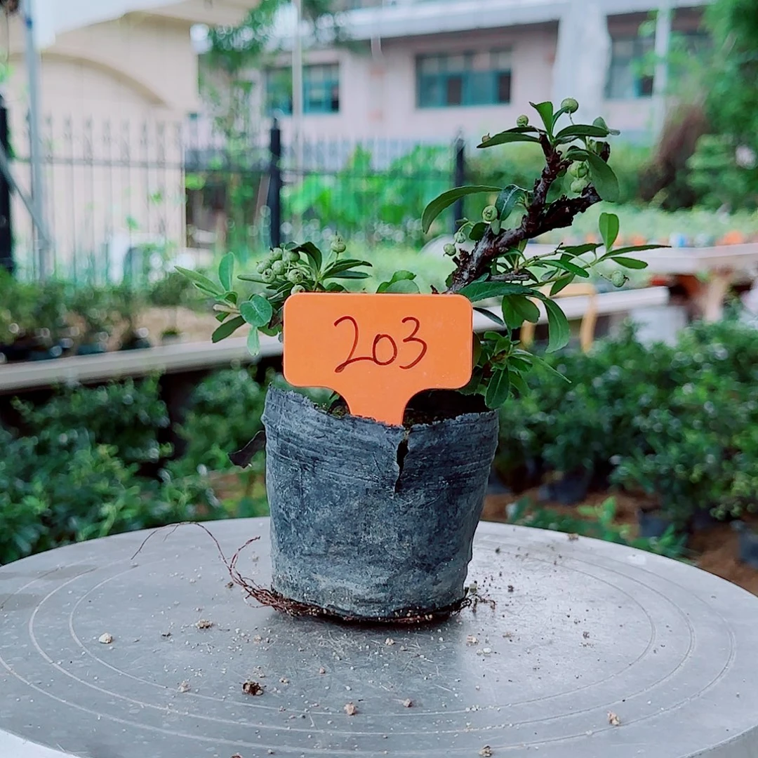 明***天无花朵火棘吉祥果素材桩