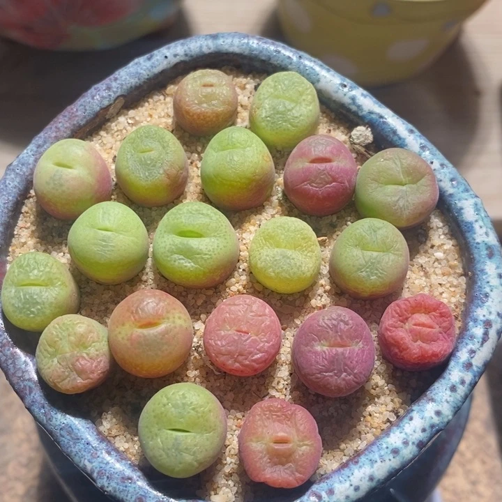 花*28201翠星一组一组