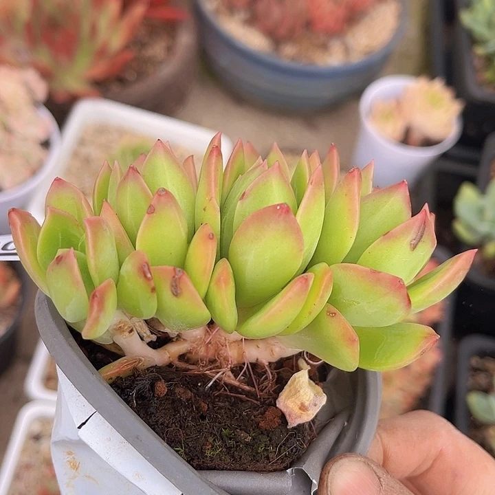 翠鸟30152多肉植物