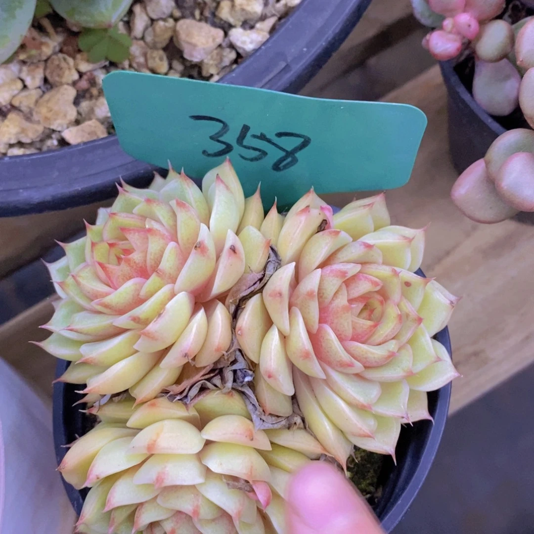 首播，开心多肉，一单包邮