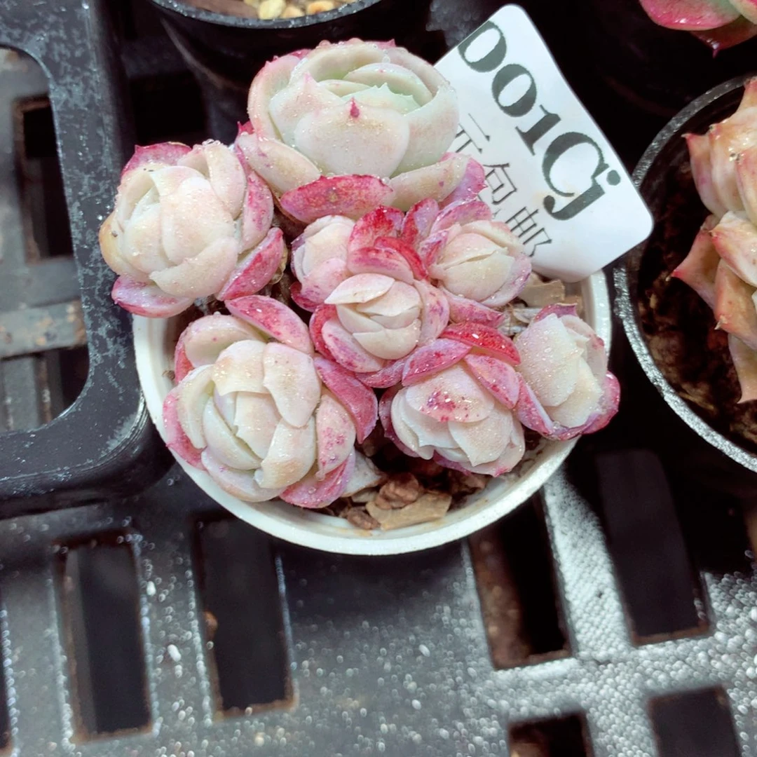 5厘米盆精控多肉001