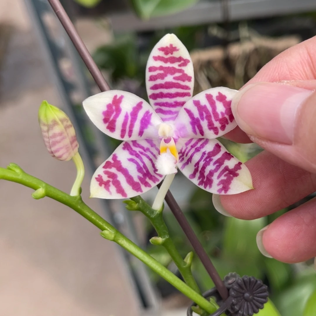 完全开放蓝麻雀-991