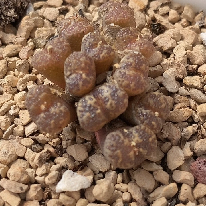 2449泡泡勋章1群。