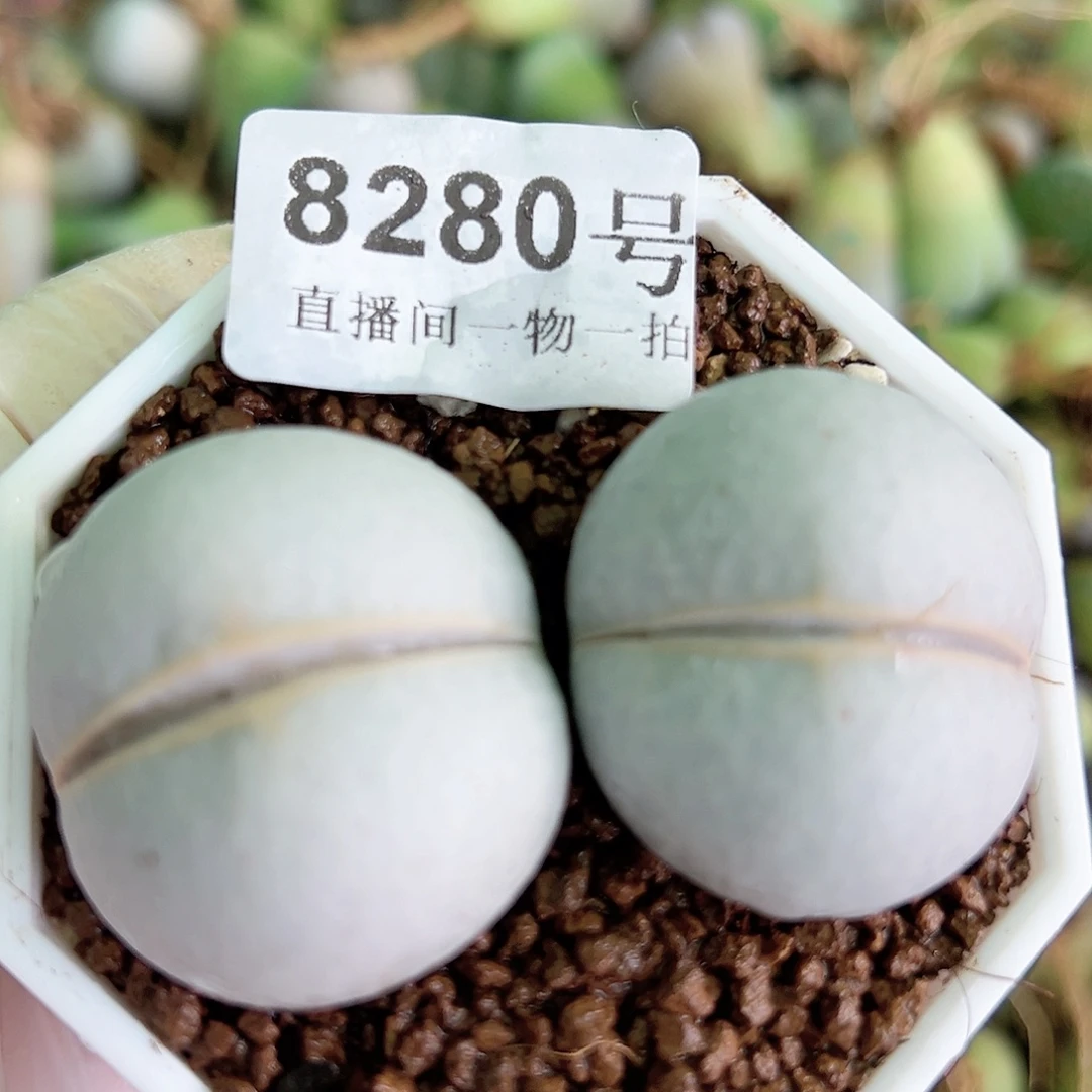 8280 好养易活生石花大母本两个3cm