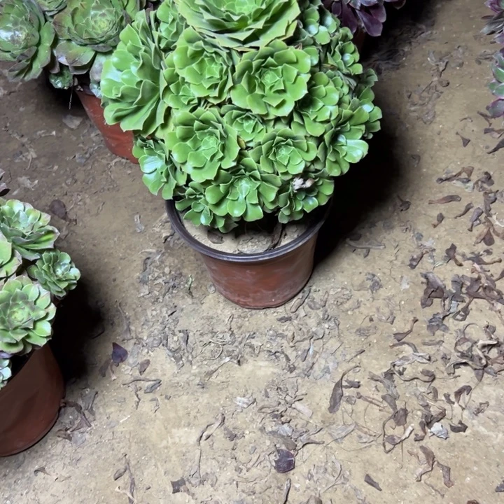 多肉植物绿杨荣法师12