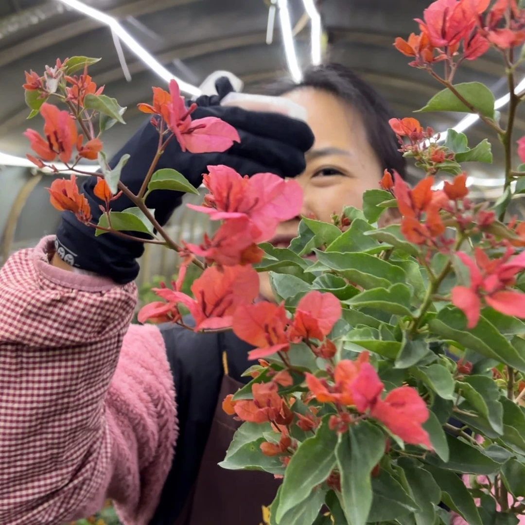 全部花苞（尼罗河女神）三角梅会落花落叶甚至光杆苗有大有小