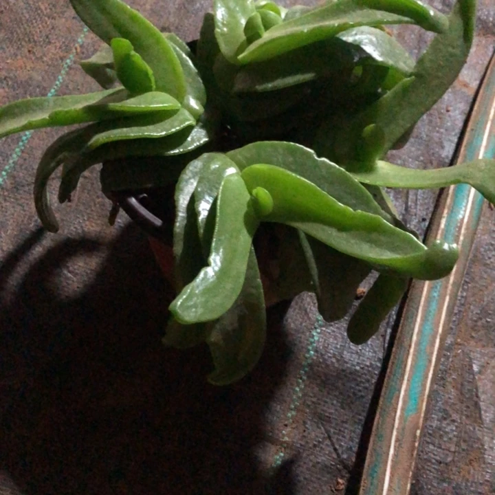 佛手托金一物一拍67