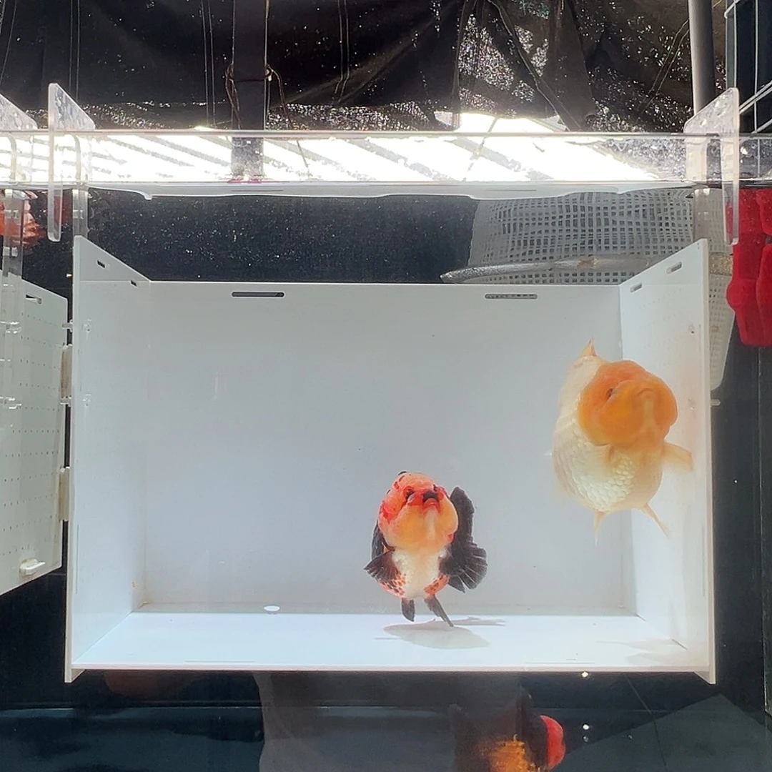 ****辛海水鱼沐辛花脸白兔红袍三条