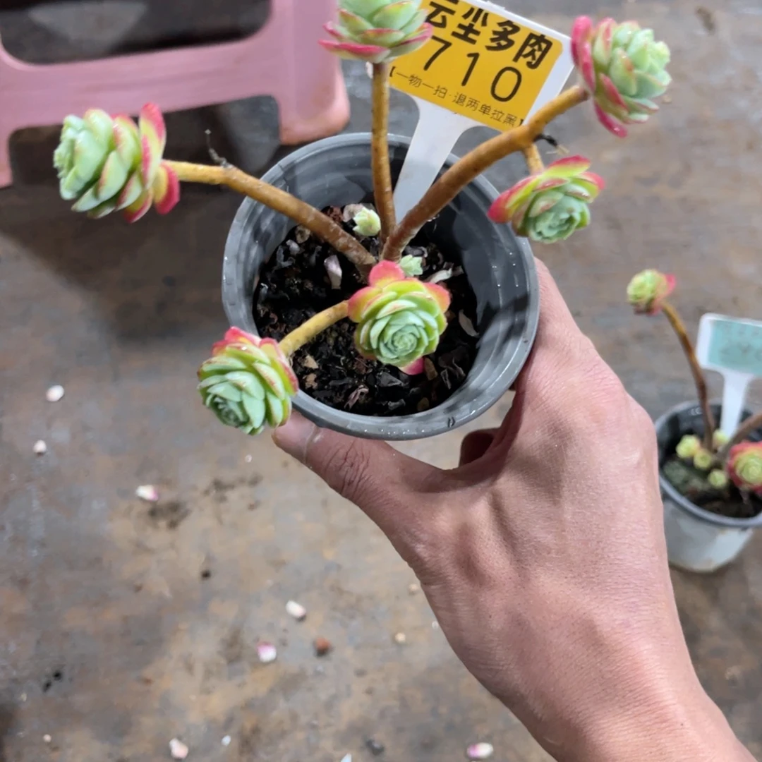 云尘多肉一物一拍710