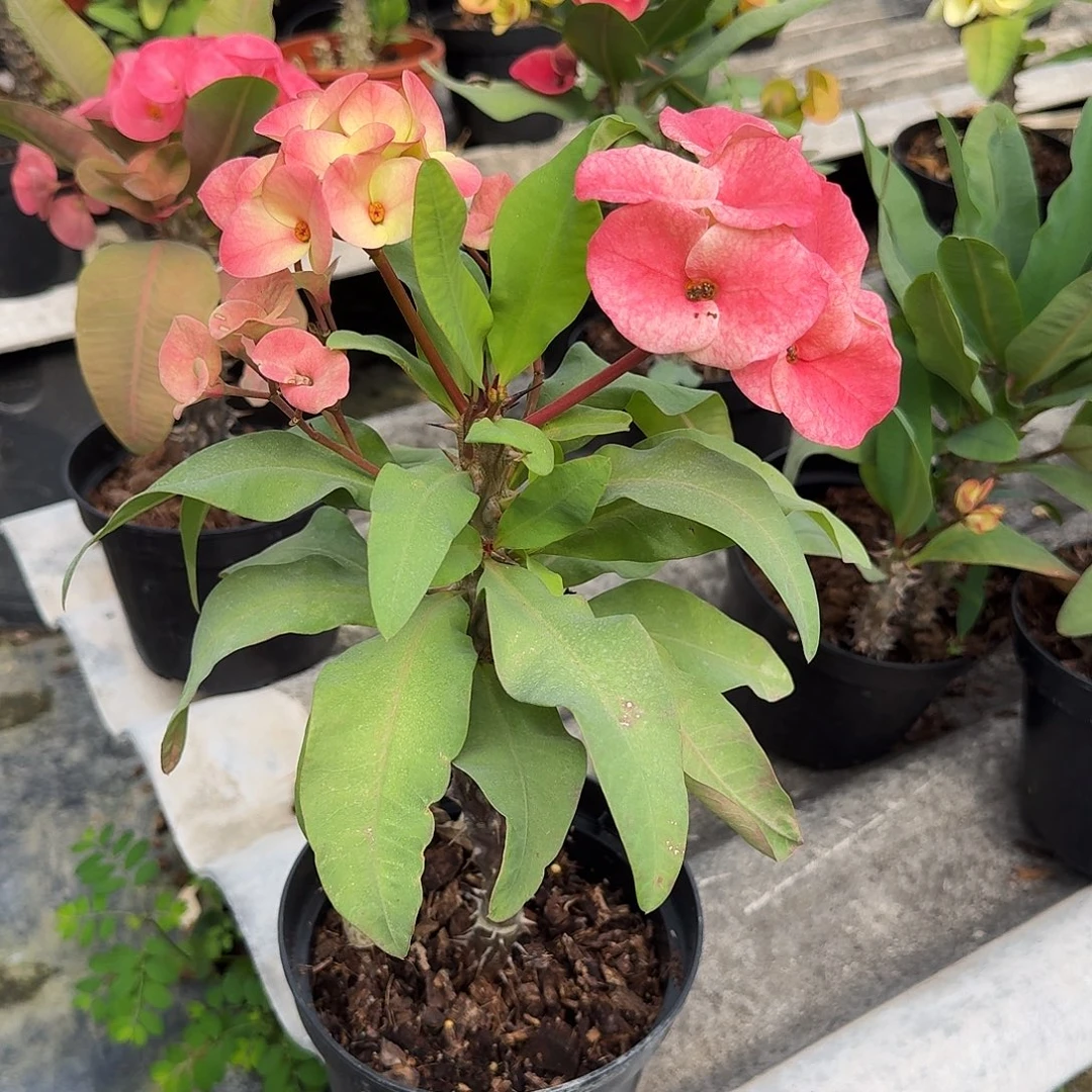 怀***念完全开放蝴蝶泉直播间一物一拍