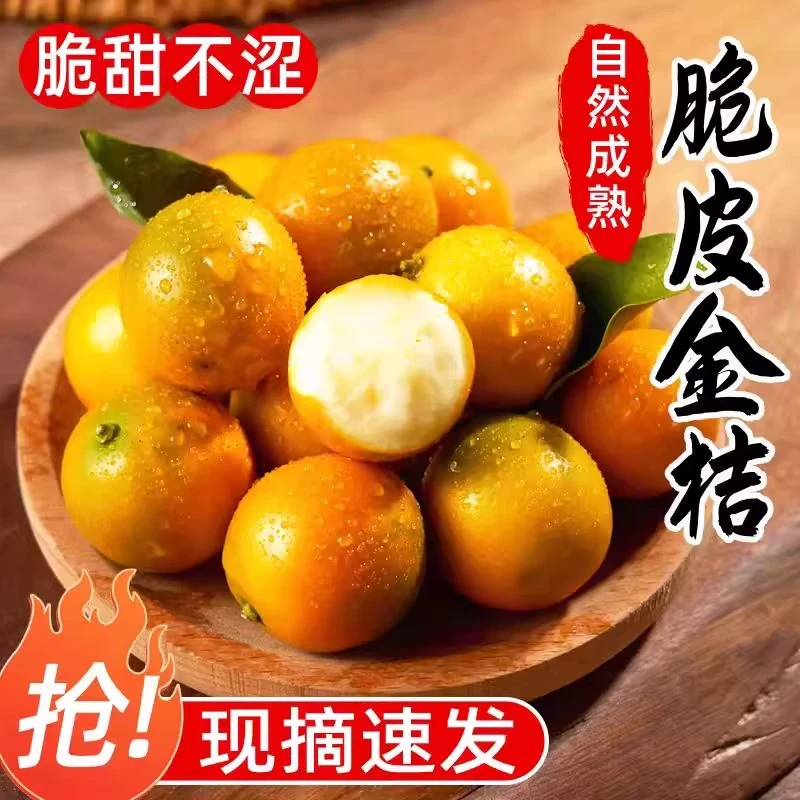广西融安脆皮小金桔10斤新鲜小橘子现摘一级金柑纯甜多汁当季水果