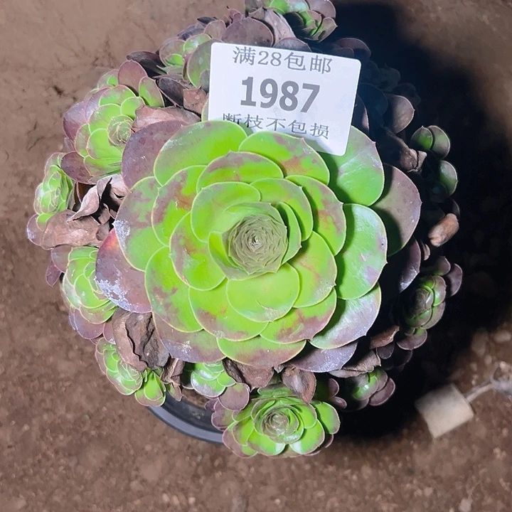 1987魅金玫瑰多肉植物