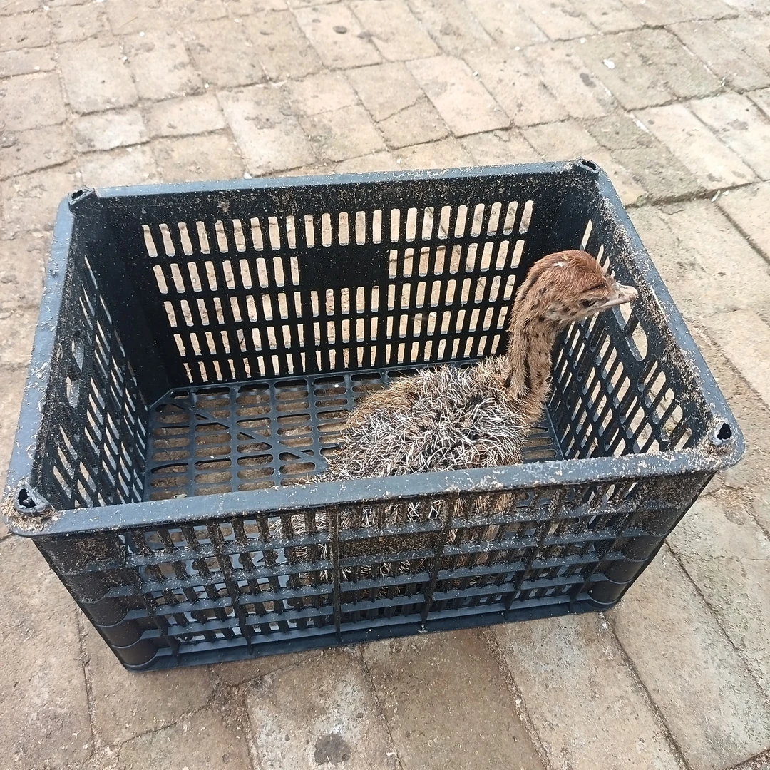 1市斤（纯肉）运费贵，所以略高