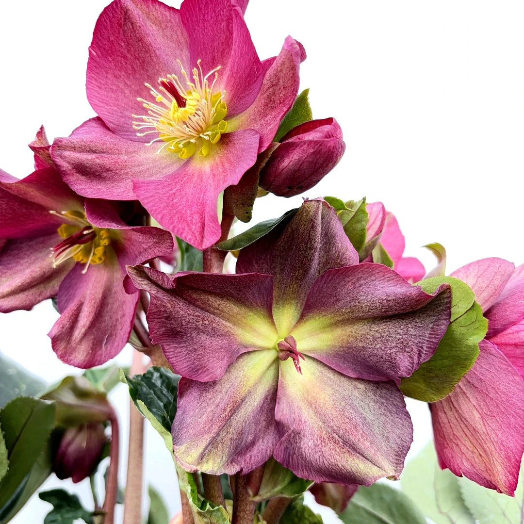 铁筷子洛神 (4年) 2加仑圣诞玫瑰耐寒花期长 云南鲜花绿植