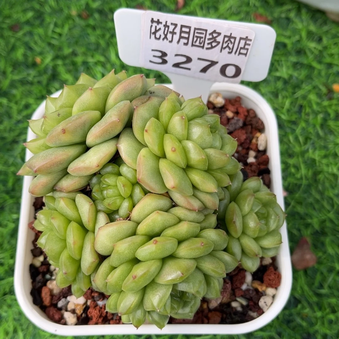 ****多肉植物3270…………