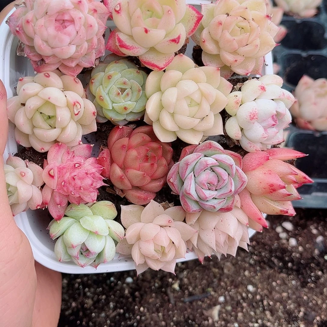 1-265 新疆西藏内蒙不发12.8包邮2-3公分多肉