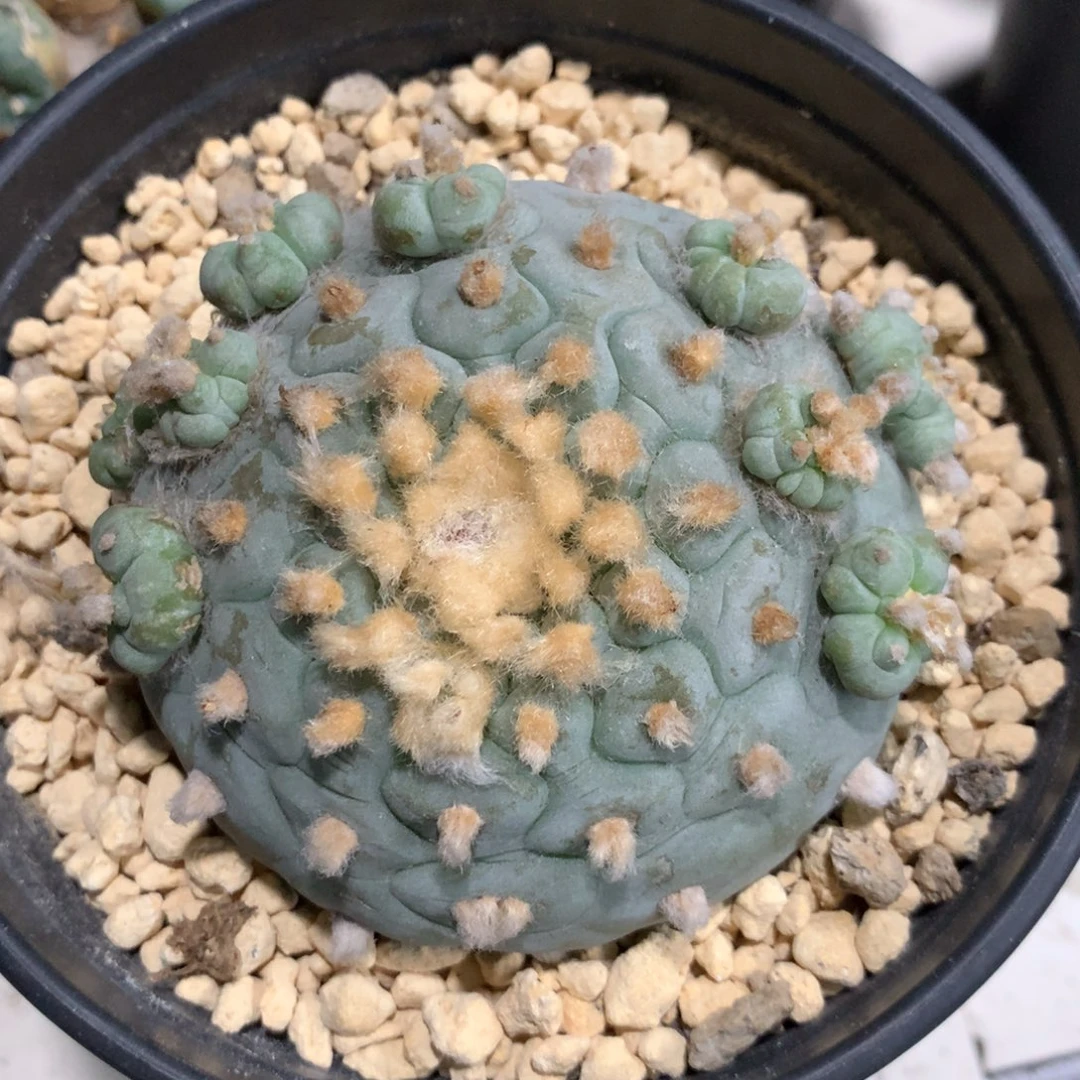 宝*熊仙人球仙人球仙人球仙人球