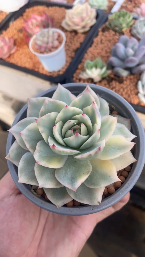 超绝粉色提示多肉锦