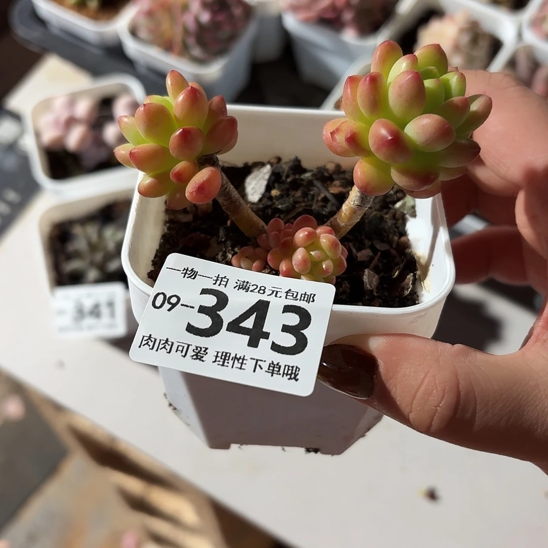 香格里拉无盆土发货无