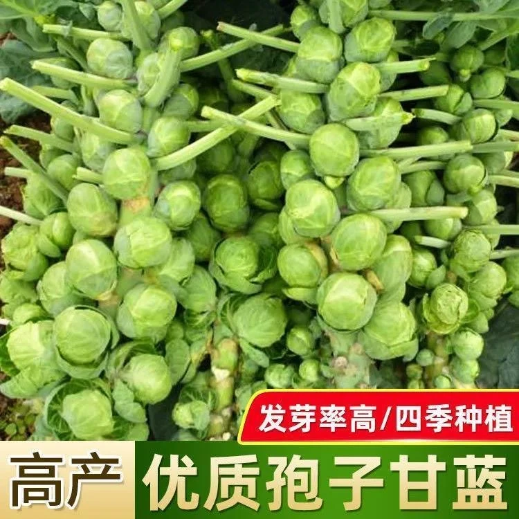 孢子甘蓝种子抱子甘蓝春秋季小型芽球包心菜阳台庭院四季播种zxy商品图