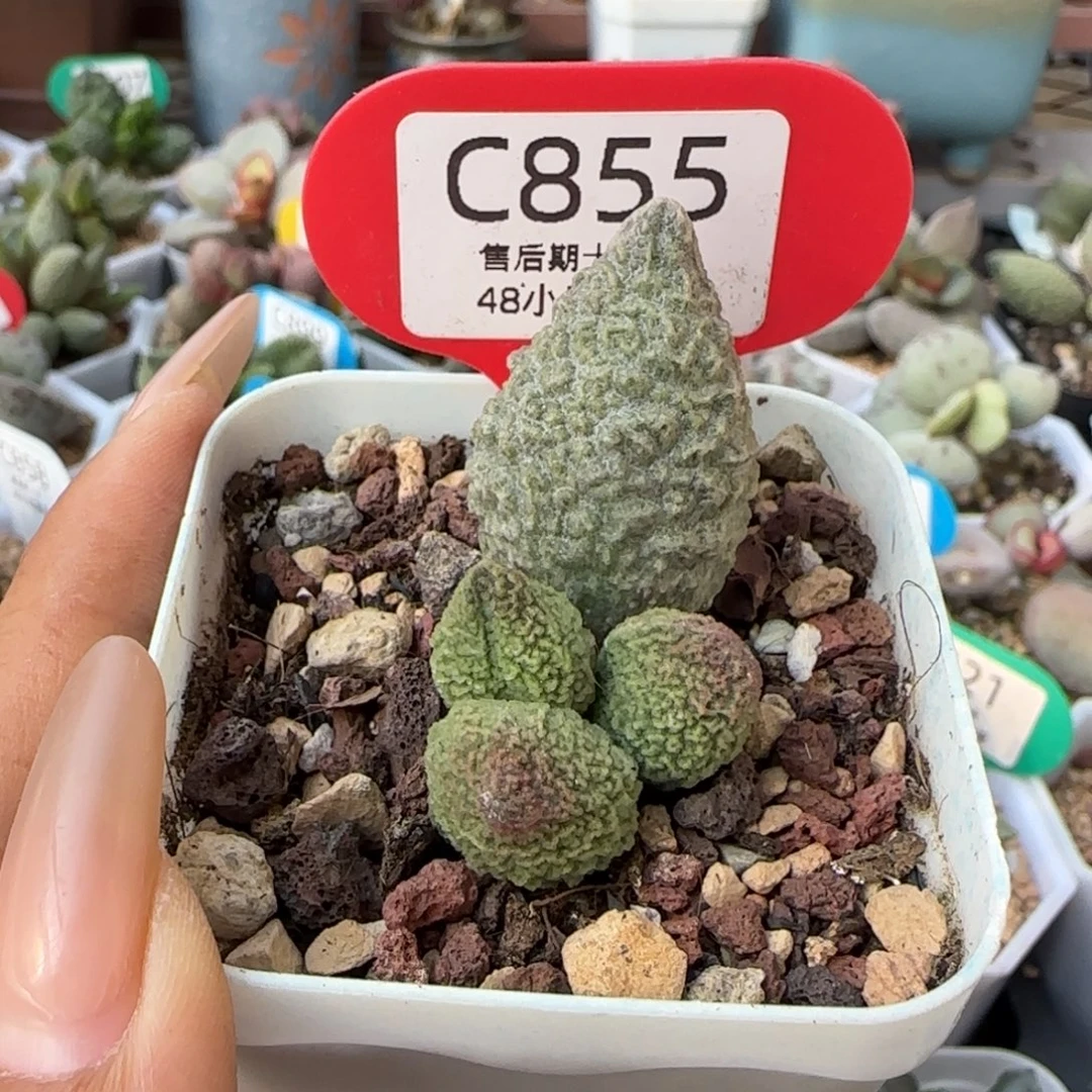 ^****白露。       855。