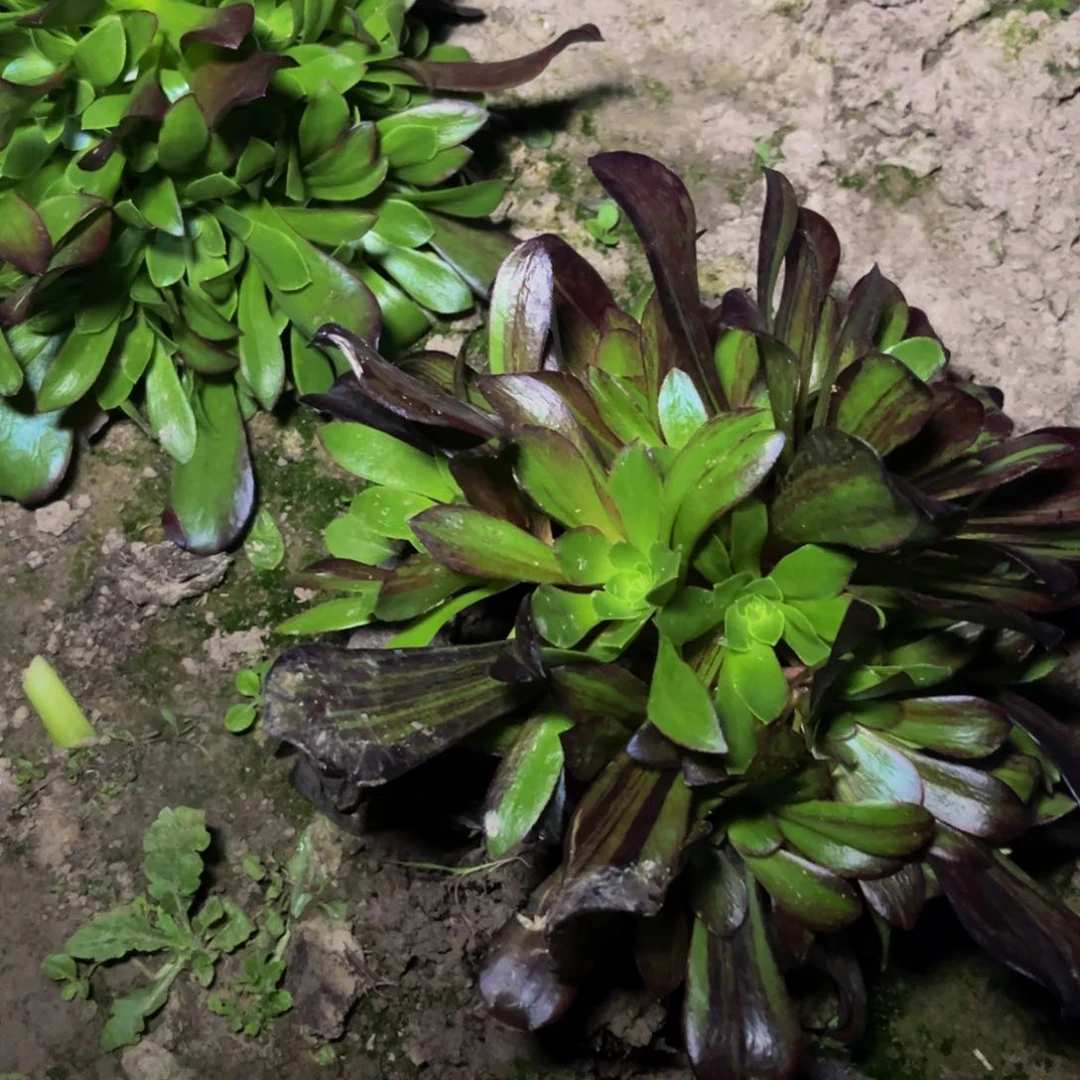 欧若拉的时候捧花的小