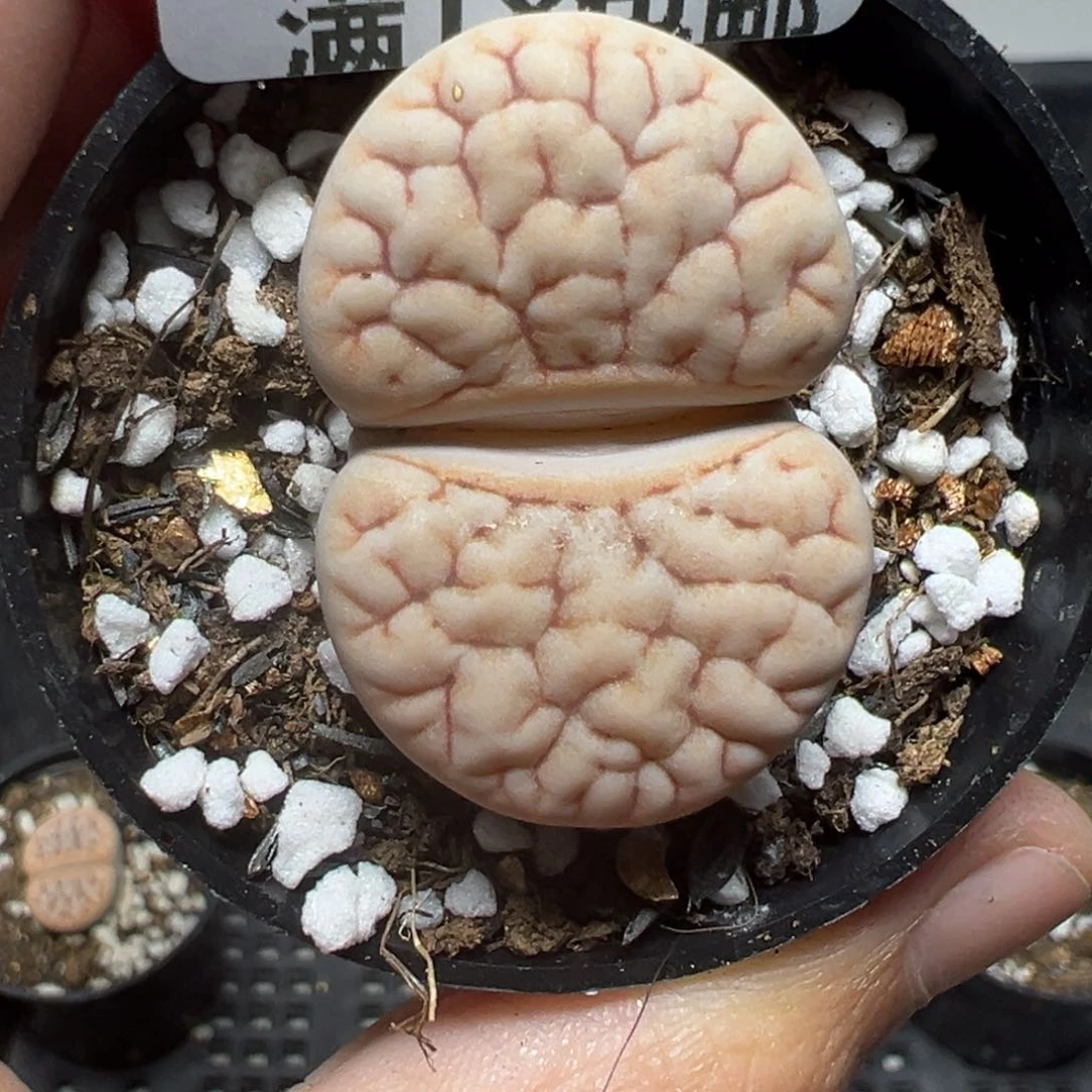 【闪购商品】288……