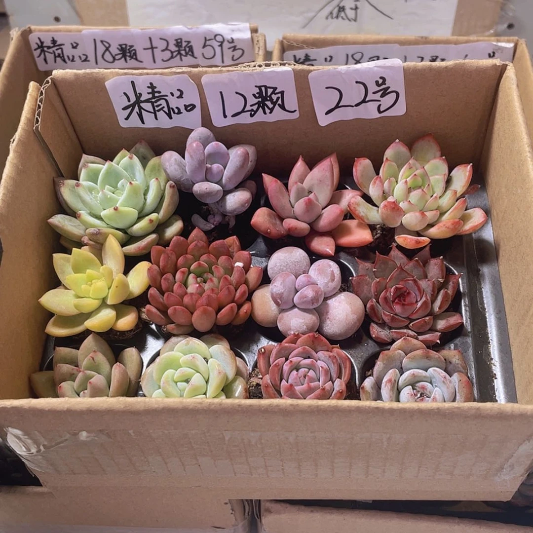 【闪购商品】【量拍】12颗-22