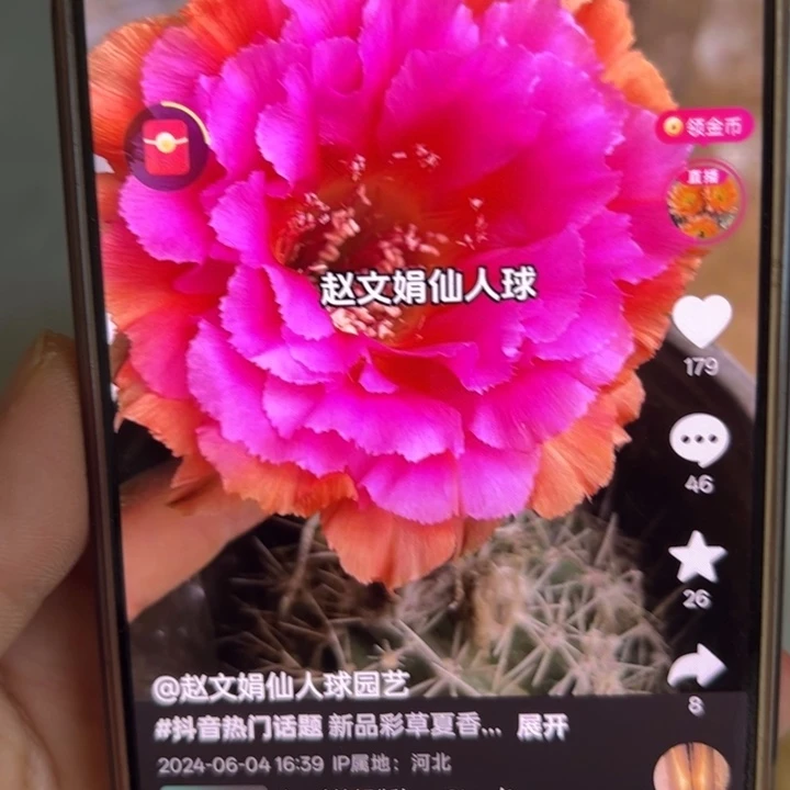 无花朵彩草侧芽夏香