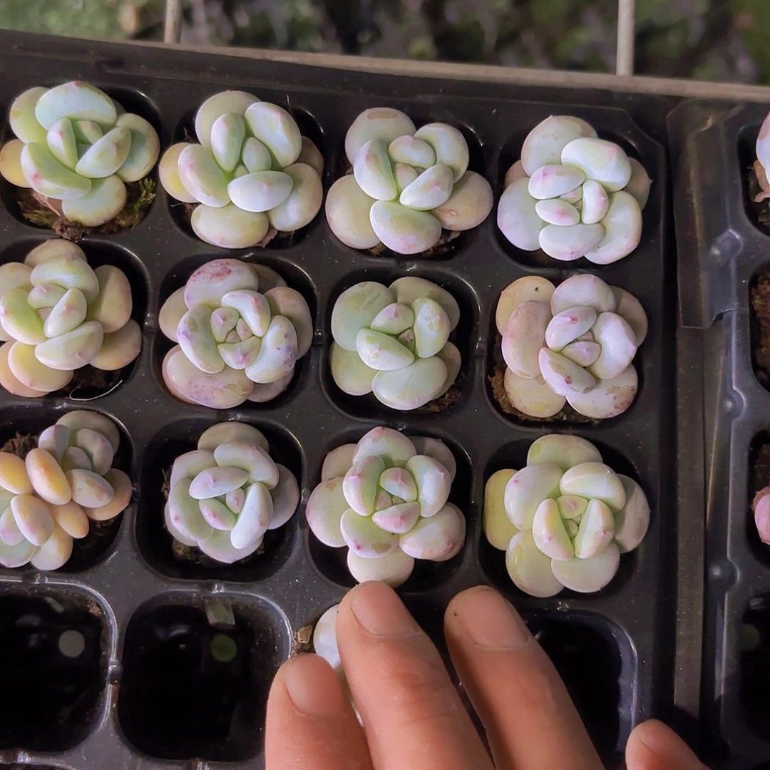 雪宝宝奶酪一颗量拍