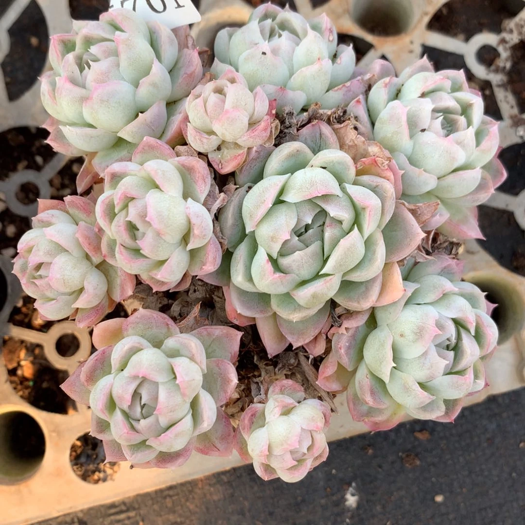 5701杂交精品基地11厘米