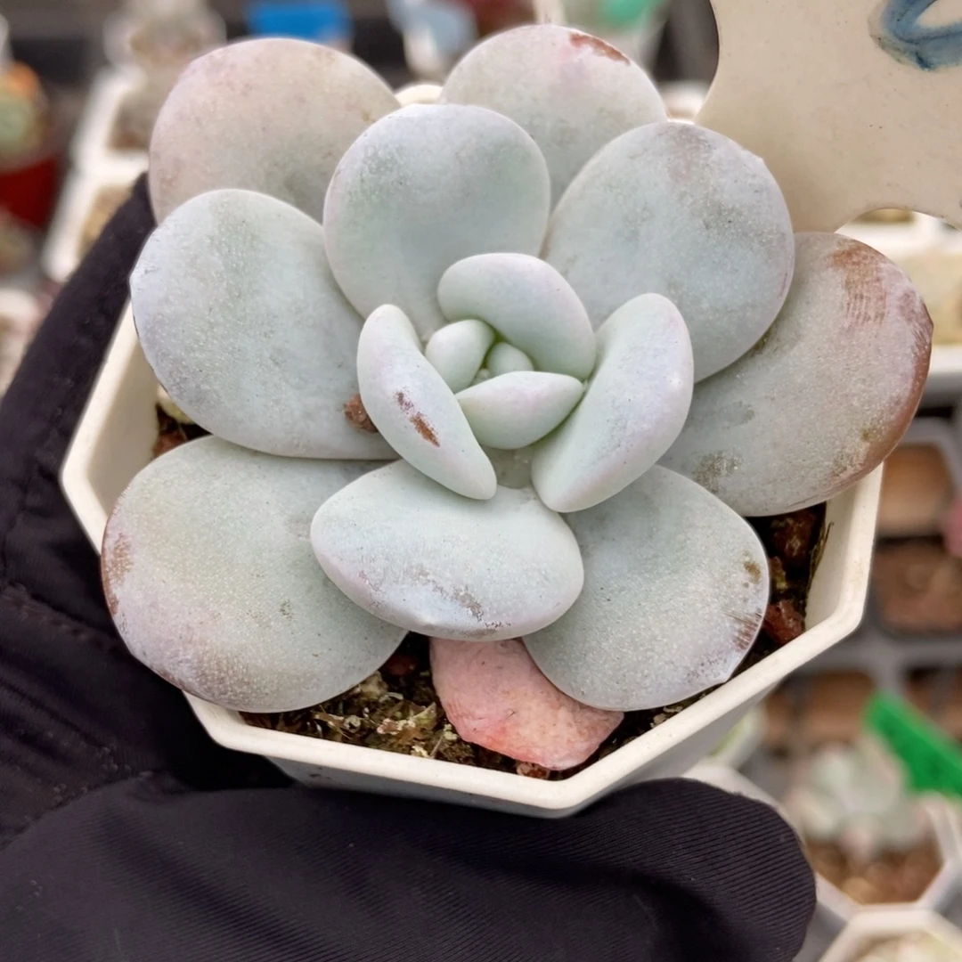 1009雪莲多肉植物多肉