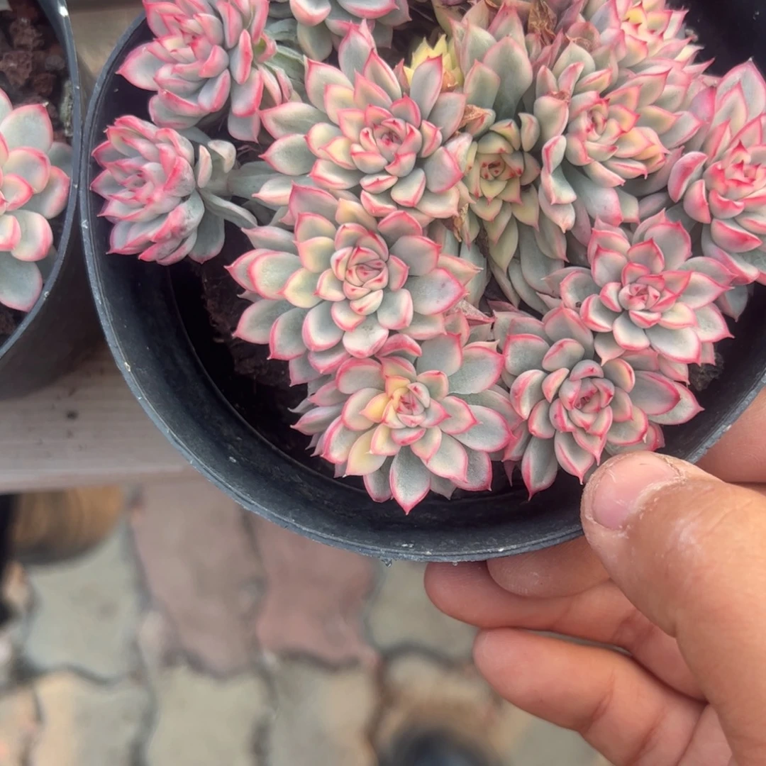 女储锦多肉植物精品