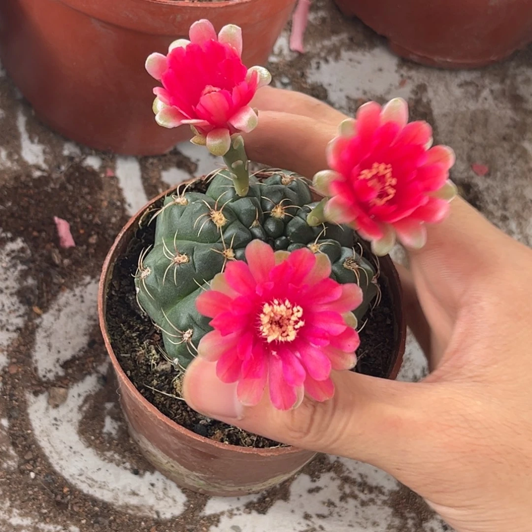 清****实生绯花玉仙人球1