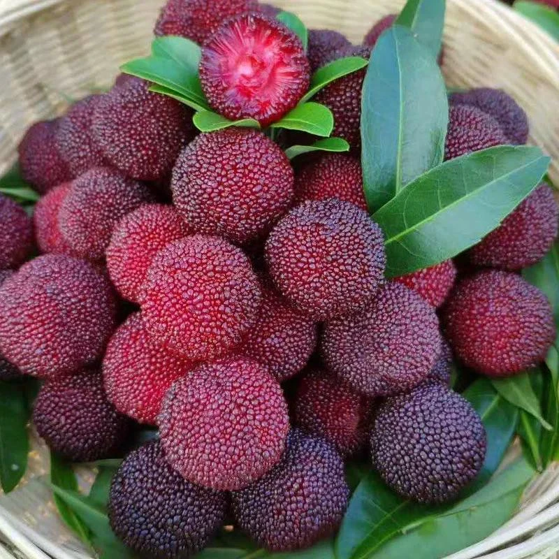 新鲜杨梅贵州高山小杨梅现摘发货孕妇水果当季爆甜多汁泡酒甜杨梅