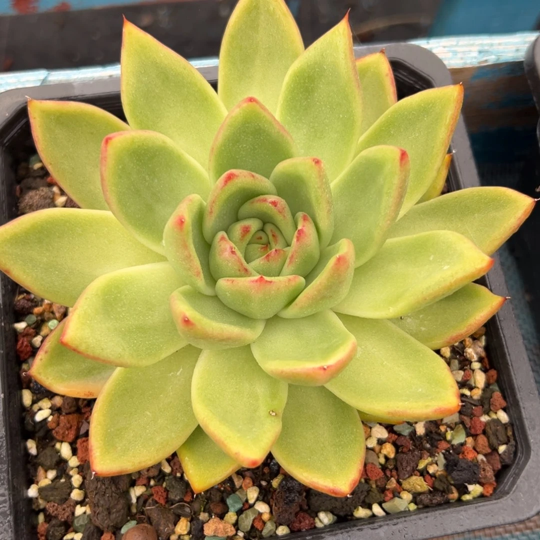 多肉植物一物一拍030